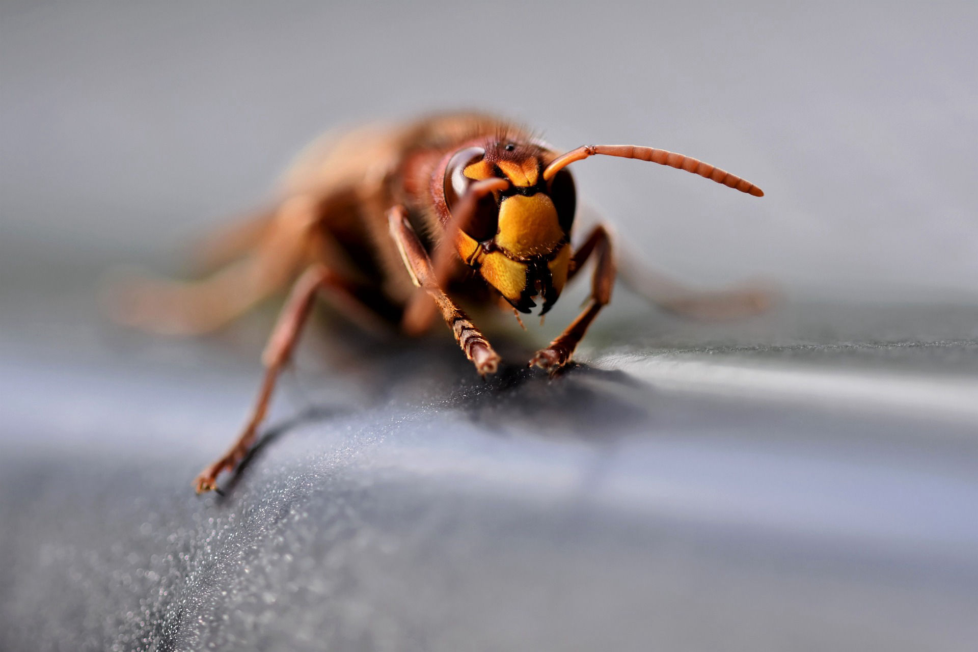 BLOQ' NUISIBLES, présentation